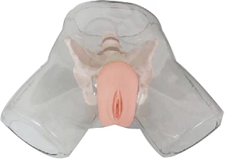 نموذج تدريب على قسطرة المثانة (أنثوي) NS6031 / D2/D4
