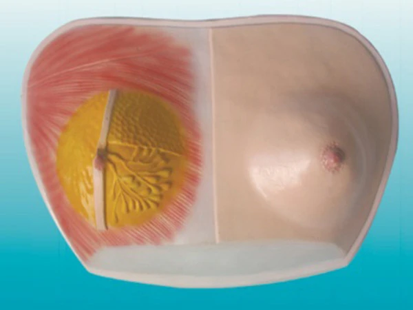 Female Breast Model with Lactating and Non-Lactating Conditions 15116