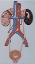 Human Urinary System Model 14001