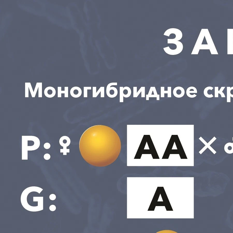Magnetic Poster "Laws of Inheritance" with Cards and Guidelines