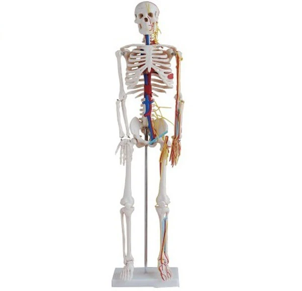 Human Skeleton Model with Blood Vessels and Nerves, 85 cm, 11101-4