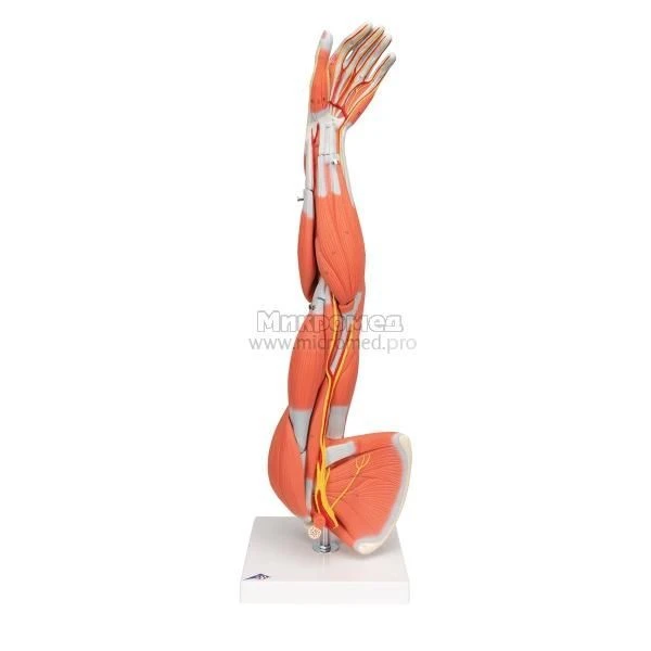 Anatomical Hand Model with Muscles, Blood Vessels, and Nerves 11307