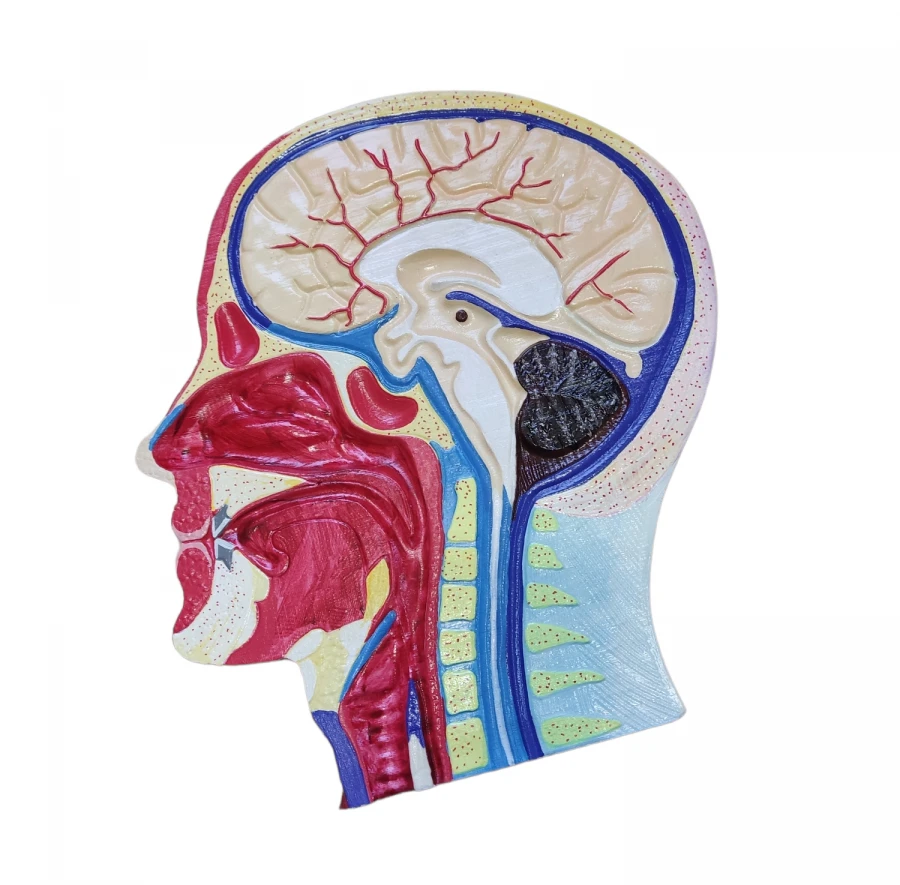 مقطع sagittal للرأس مع الأوعية الدموية، ROST-18210