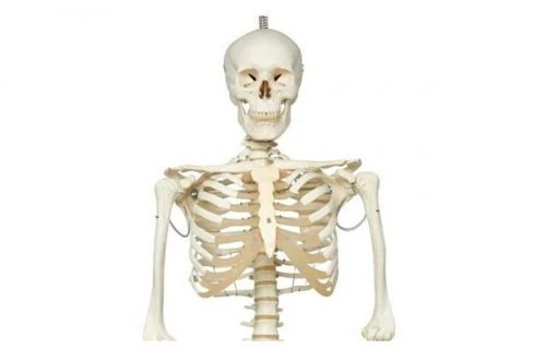 Anatomically Correct Human Skeleton Model 180 cm, SK1101