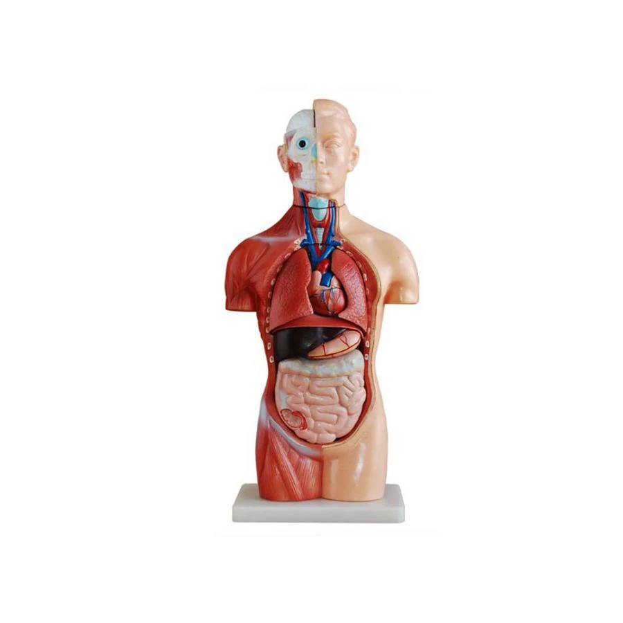 نموذج torso البشري (بدون جنس)، 42 سم، (18 جزء)، T1005