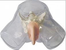 Male Bladder Catheterization Training Model NS6030 / D1