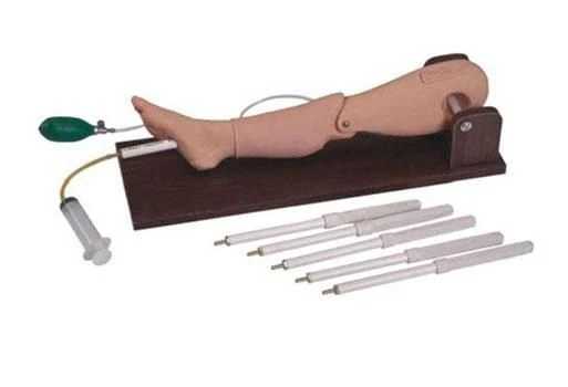 Adult Leg Model for Bone Marrow Puncture and Venipuncture, L65A
