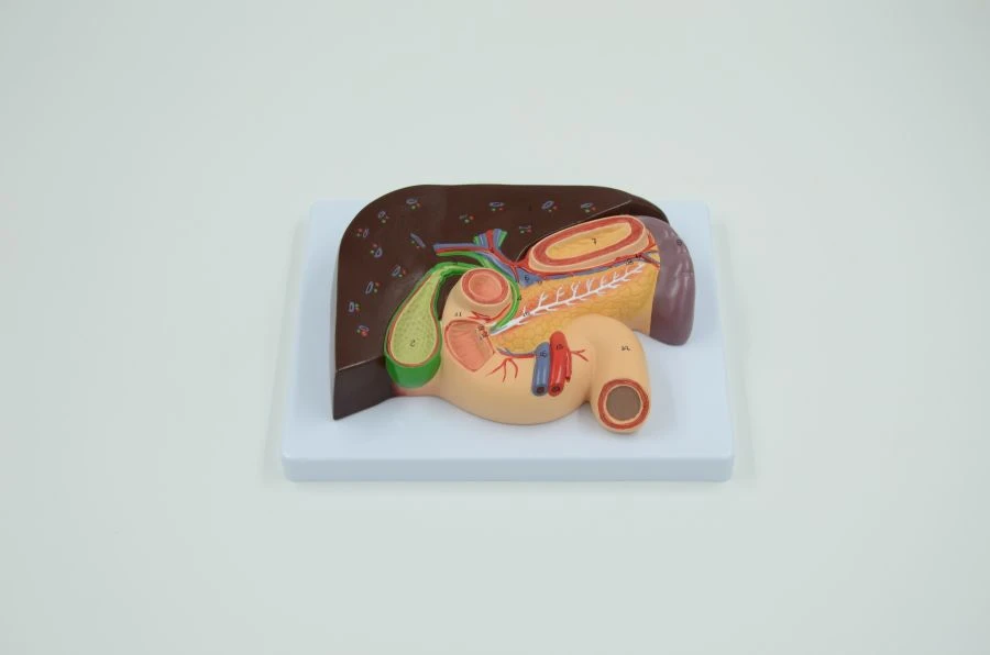 Anatomical Model of Liver, Gallbladder, Pancreas, and Duodenum 3 Parts 02008