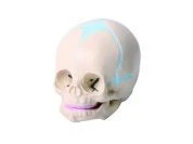 Anatomical Model of a Child's Skull, 11114