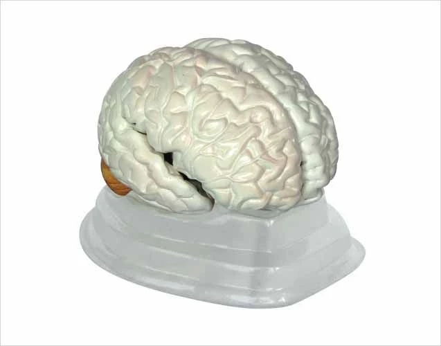 Anatomical Human Brain Model 18204