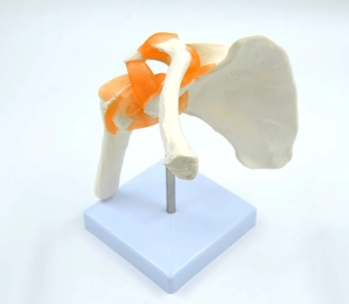 Life-Size Shoulder Joint Model with Ligaments, SK2109
