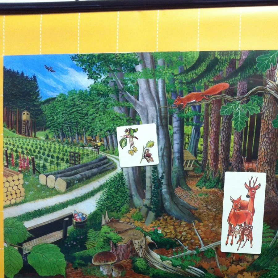 Magnetic Poster "Forest Ecosystem