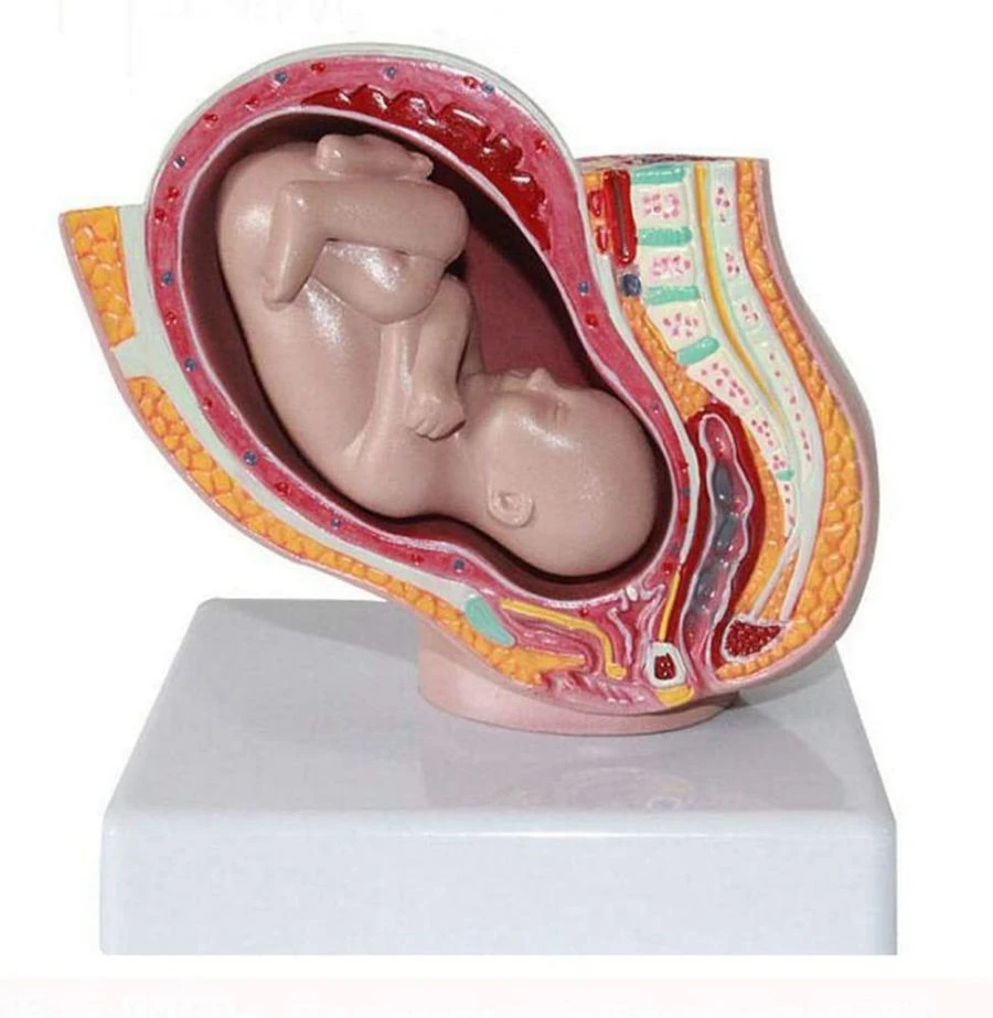 Female Pelvis with Fetus - 4 Parts, G4013