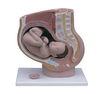 نموذج حوض أنثوي مع جنين، الرقم 42006