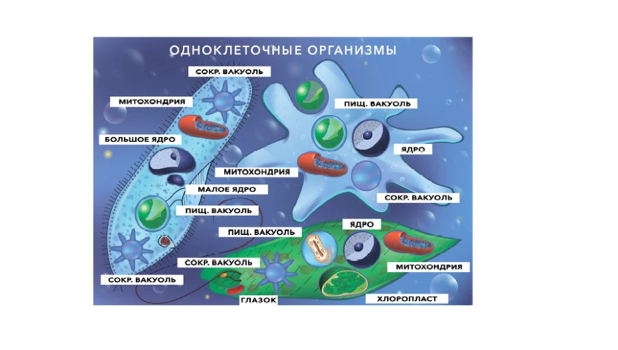 Magnetic Poster "Single-Celled Organisms