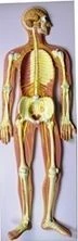 Human Sympathetic Nervous System Model 18110