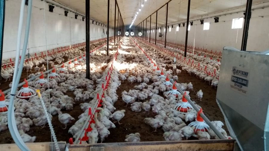 معدات تربية الطيور الأرضية للزراعة