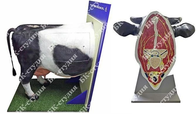 جهاز تدريب بيطري للماشية "ك.ر.س