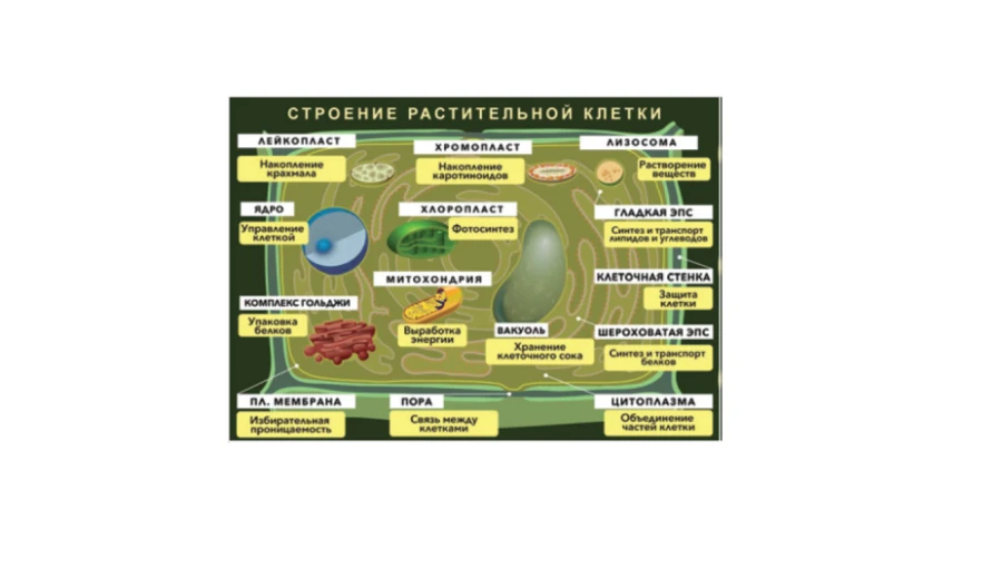 Magnetic Poster "Structure of Plant Cell" with Card Box and Methodological Recommendations