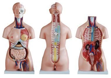Human Torso Model (Unisex) 85cm, 40 Parts, T1004