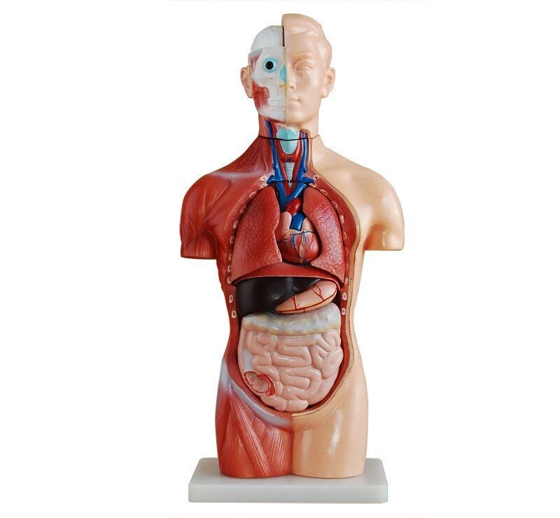 نموذج torso للذكور 42 سم (13 جزء) T1006M