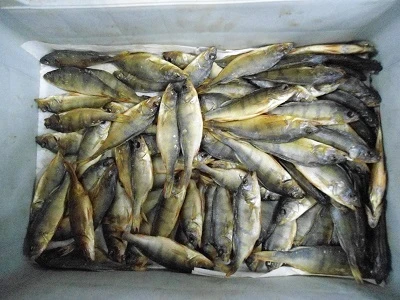 سمك البيرش المجفف غير المنظف