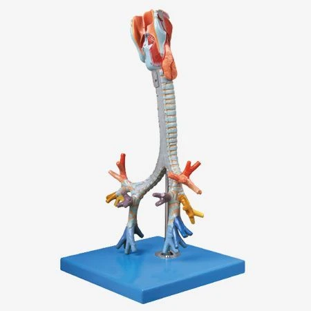 Trachea and Bronchi Model with Color-Coded Airways, 13008