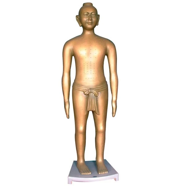 نموذج شخصية الإنسان للدراسة الأكوبيونية (166 سم)، 41033