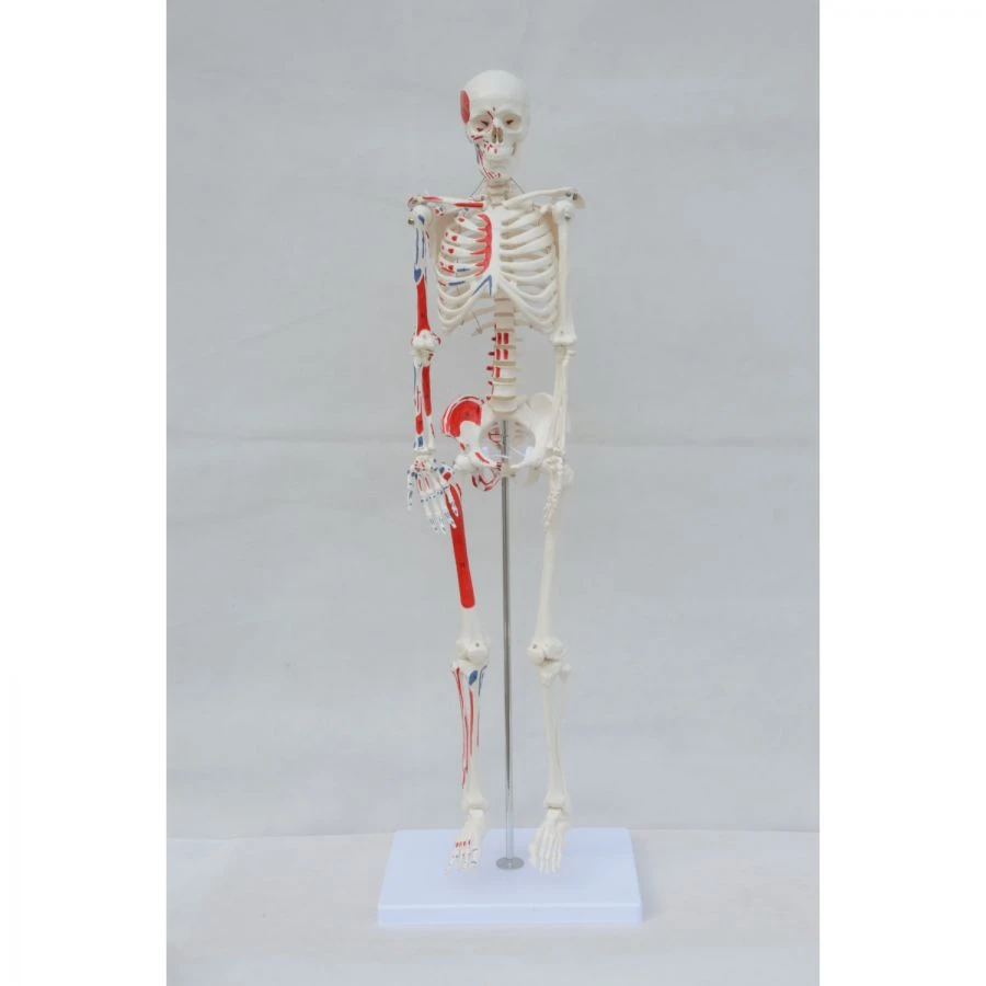 نموذج هيكل الإنسان مع نقاط تثبيت العضلات، 180 سم - SK1102/11102-2