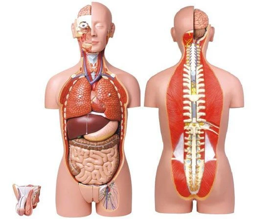 نموذج torso البشري بالحجم الطبيعي unisex 85 سم، 27 قطعة