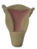 جهاز تدريب على وسائل منع الحمل داخل الرحم GP6625/B4