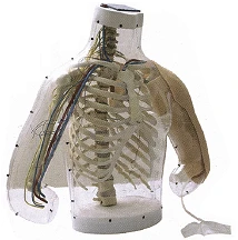 Transparent Injection Model with Vessels and Nerves for Intramuscular and Subcutaneous Injections H30