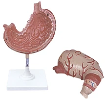 نموذج المعدة التشريحي - الفن. 12002-1