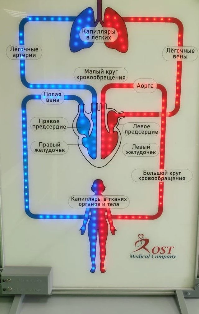 Circulatory System Model for Large and Small Circulation, ROST-Stand-1