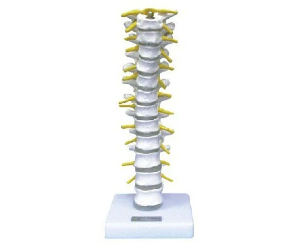 Thoracic Spine Model with Vertebrae and Nerves, Art. 11108