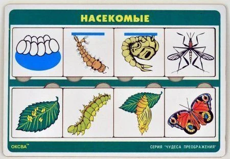 لعبة سلسلة "عجائب التحولات: الحشرات