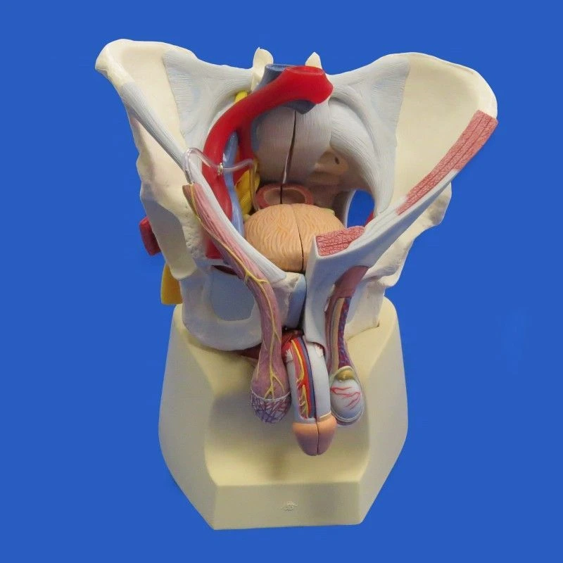 نموذج حوض الرجل مع الأعضاء والأوعية الدموية والأعصاب 15107-2