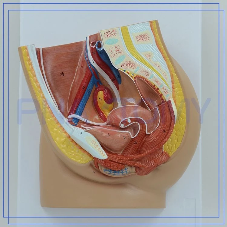 Female Pelvis Cross-Section Model, G4012