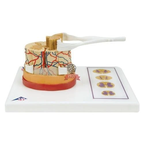 Spinal Cord and Spinal Nerves Model 18102