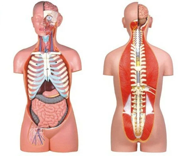 نموذج جسم الإنسان التفصيلي - 85 سم، موديل 10003B